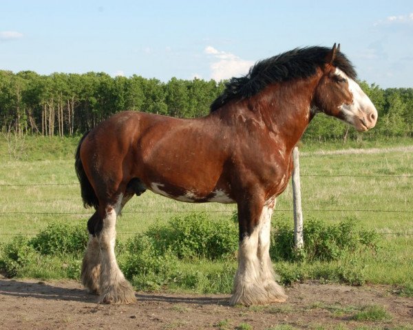 Deckhengst Hatfield Majestic (Clydesdale, 1999, von Minesing Don)