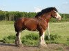 stallion Hatfield Majestic (Clydesdale, 1999, from Minesing Don)