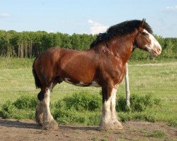 stallion Hatfield Majestic (Clydesdale, 1999, from Minesing Don)