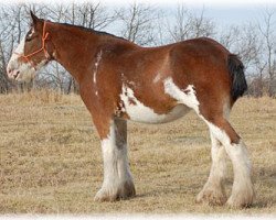 broodmare Boulder Bluff Ashbee (Clydesdale, 2007, from Hatfield Majestic)