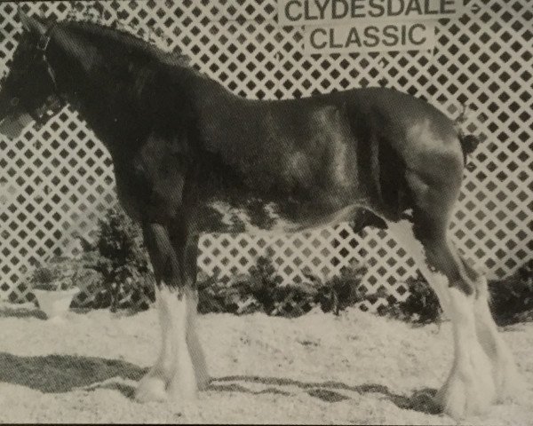 stallion Hatfield Elite (Clydesdale, 1997, from Live Oak Commander)