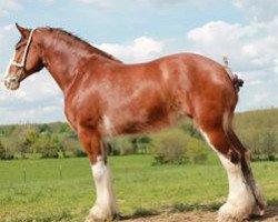 broodmare Boulder Bluff Apple Blossom (Clydesdale, 2006, from Hatfield Elite)