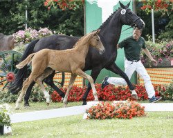 broodmare Sugar Pearl SN (Westphalian, 2003, from Sandro Hit)