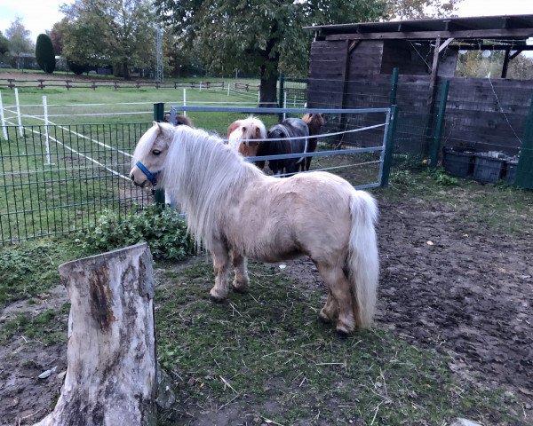 Zuchtstute Freule v.Stal de Driesprong (Shetland Pony (unter 87 cm), 2012, von Kerswell Cloud)