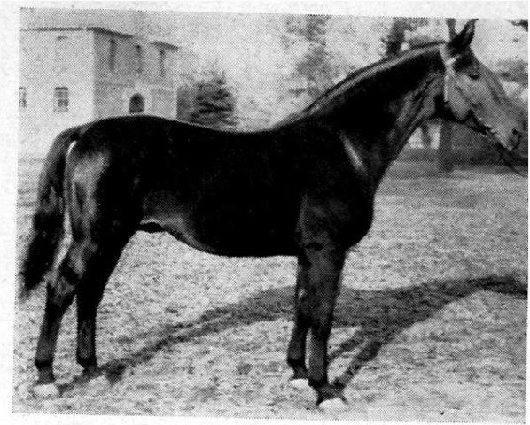 stallion Fix (Hanoverian, 1933, from Feiner Kerl)