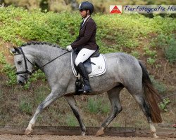 dressage horse Camelita 13 (Pura Raza Espanola (PRE), 2016)