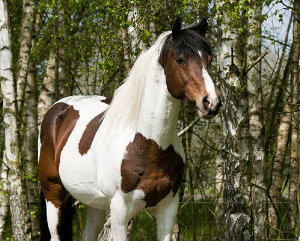 stallion Shipaopay (Pinto / Hunter, 2001, from Santorino)