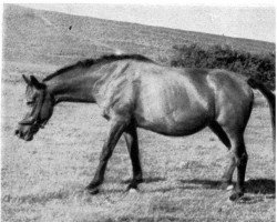 broodmare Adaginda (Hanoverian, 1924, from Aconit)