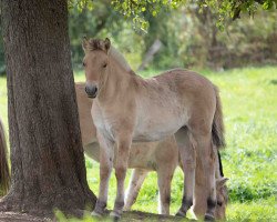 horse Fara (Fjord Horse, 2019, from Rudsmo Remi)