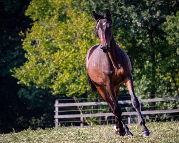 Dressurpferd Maximilian von Summertime (Trakehner, 2018, von Summertime)