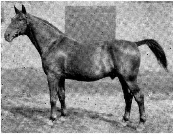 stallion Allerhof I (Hanoverian, 1915, from Alderman I)