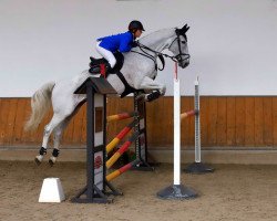 jumper Cally 22 (Hanoverian, 2010, from Charilan)