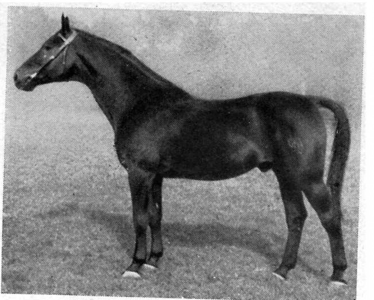 stallion Flittergold (Hanoverian, 1930, from Flavius)