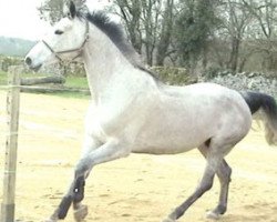 broodmare Carthala Perra Z (Zangersheide riding horse, 1999, from Carthago)