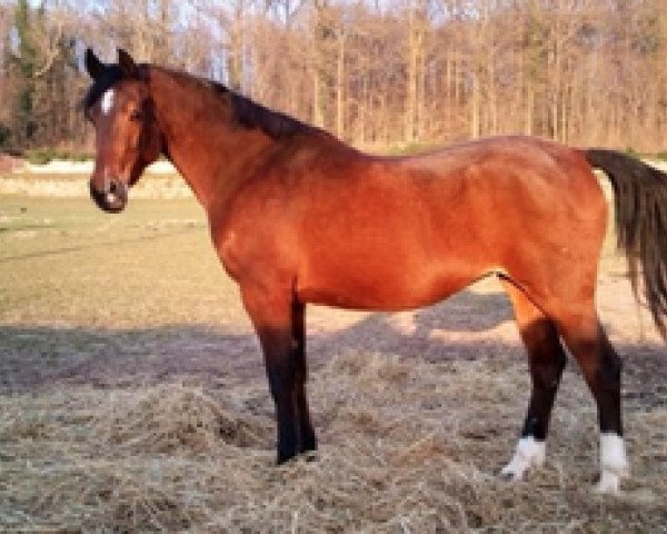 Zuchtstute Kooihuster Setske (Nederlands Welsh Ridepony, 1997, von Bjirmen's Wytse)