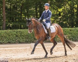 dressage horse Royal Warrior (Hanoverian, 2006, from Royal Blend)