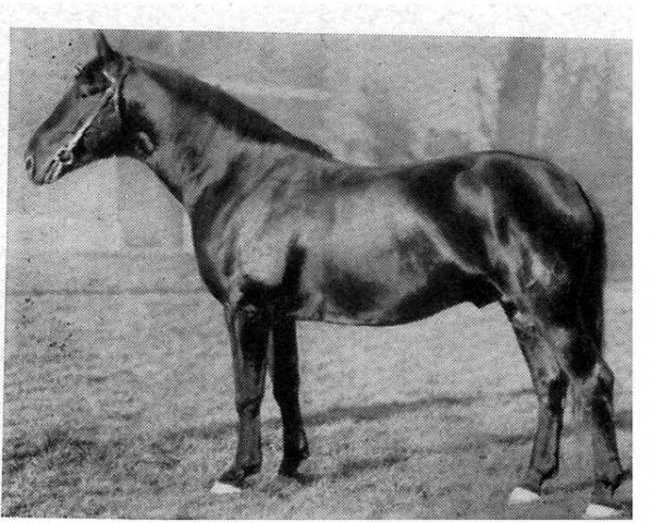 stallion Albinus (Hanoverian, 1933, from Alpenflug II)