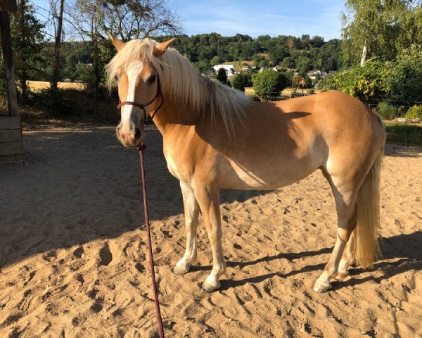 horse Abby (Haflinger, 2015, from Achat)