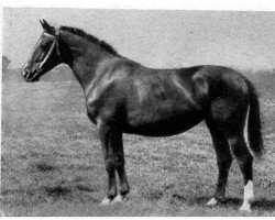 broodmare Alpenschloss (Hanoverian, 1933, from Alpenflug II)