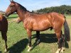 dressage horse Fritz (Westphalian, 2017, from Federico Fellini)