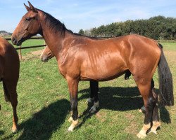 dressage horse Fritz (Westphalian, 2017, from Federico Fellini)