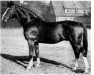 stallion Demant (Hanoverian, 1938, from Detektiv)