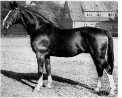 stallion Demant (Hanoverian, 1938, from Detektiv)