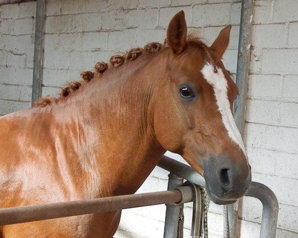 dressage horse My little Dream Diamant (unknown, 2005)