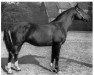 stallion Dwinger (Hanoverian, 1938, from Detektiv)