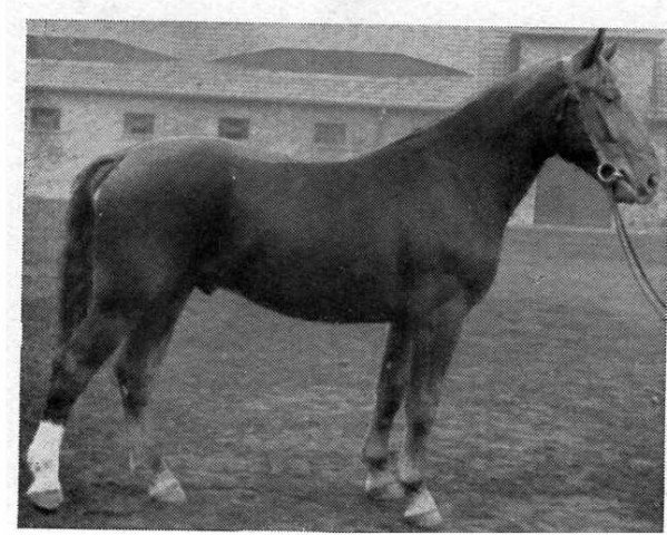 stallion Atoll (Hanoverian, 1946, from Ast)