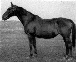 broodmare jasmin (Hanoverian, 1921, from Jassy I)