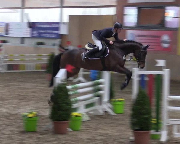 Hallenspringturnier Altenberge 2016