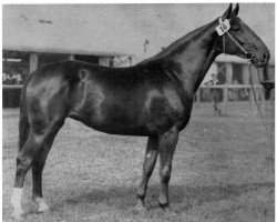 broodmare Fernandra (Hanoverian, 1934, from Foliant 1101)