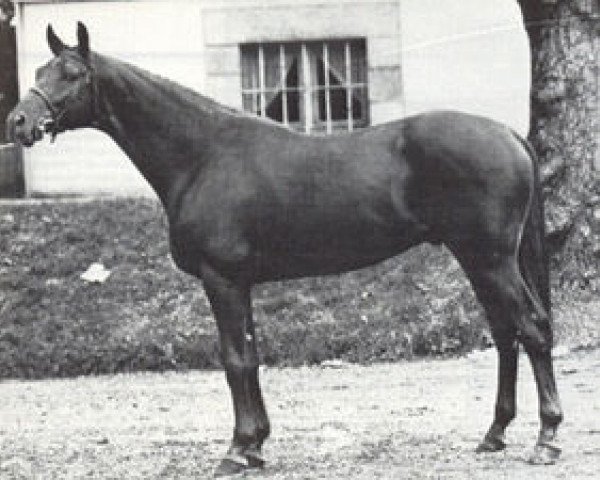 stallion Saint Erwan x (Anglo-Arabs, 1977, from Laurier AA)