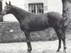 stallion Saint Erwan x (Anglo-Arabs, 1977, from Laurier AA)