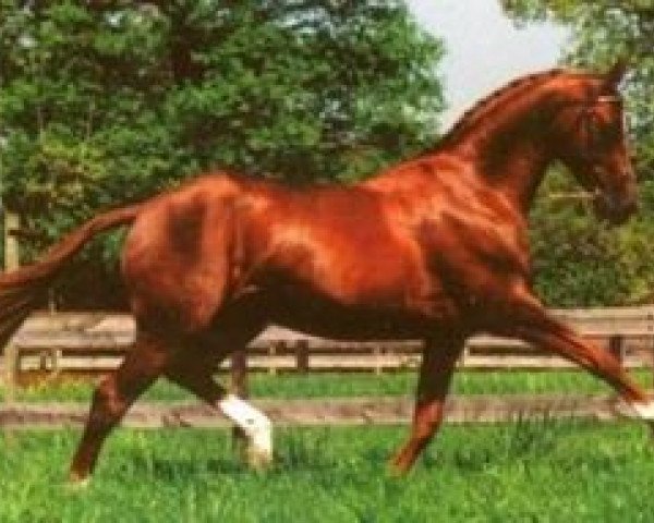 stallion De Saint Urus d'Olympe x (Anglo-Arabs, 1986, from Saint Erwan x)