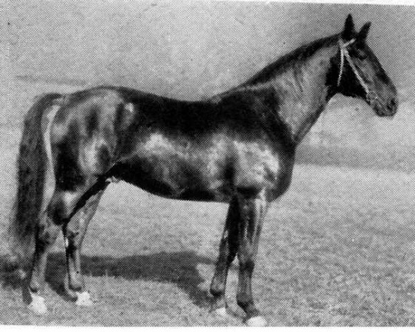 stallion Staatsanwalt II (Hanoverian, 1931, from Schwabenkoenig I 310260121)