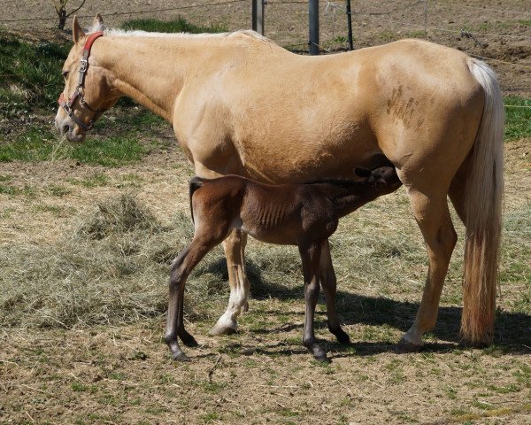broodmare Checkoutmyperfection (Quarter Horse, 2006)