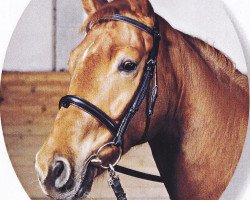 Springpferd Robinson 112 (Deutsches Reitpferd, 1996, von Ruehmann)