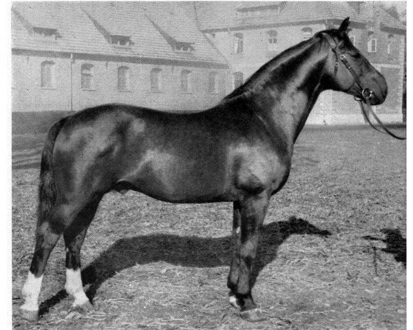 stallion Freiwald (Hanoverian, 1943, from Felix I)