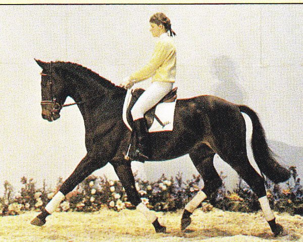 horse Romano 24 (Württemberger, 1984, from Romanow)