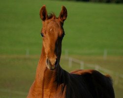 horse Herkules 276 (Württemberger, 2010, from Herold)