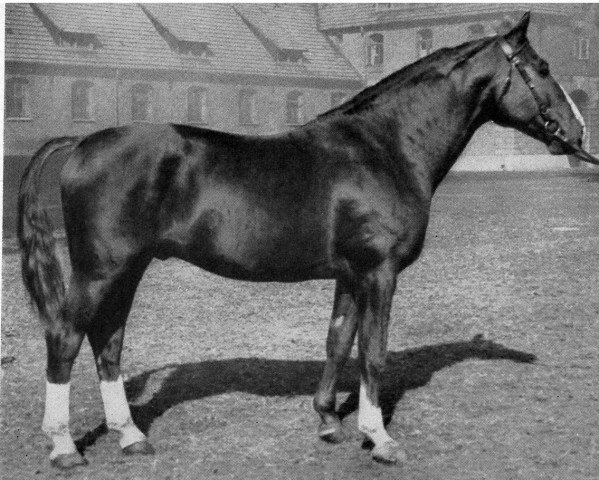 stallion Anio II (Hanoverian, 1942, from Anfechter 3112)