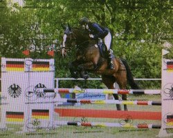 jumper Cantaro 56 (German Sport Horse, 2004, from Capone II)