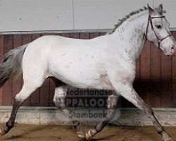 Springpferd Buddy 212 (Niederländisches Pony, 2006, von Pepper)