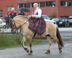 stallion Fiskarguten N-00-2733 (Fjord Horse, 2000, from Herman N.2707)