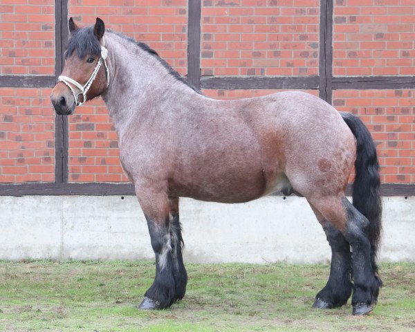 stallion Liebling (Rhenish-German Cold-Blood, 2017, from Louis)