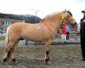 horse Rindals Røff (Fjord Horse, 2002, from Rodiko N.2676)