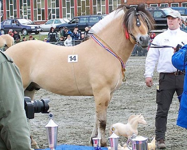 Deckhengst Krogs Balder (Fjordpferd, 2001, von Pera Gut N.2767)