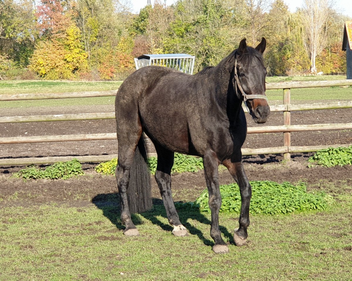 Dressurpferd Cinderella (Westfale,  , von Conen)
